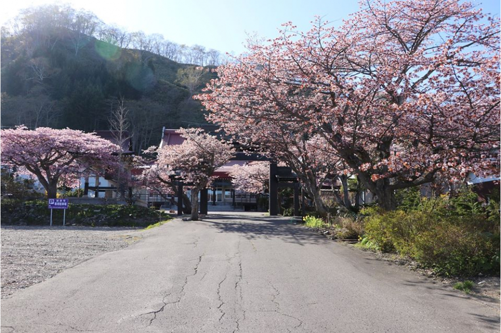 日本一遅咲きのエゾヤマザクラ